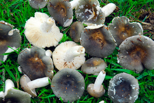 Gathering edible mushrooms: Russula cyanoxantha photo