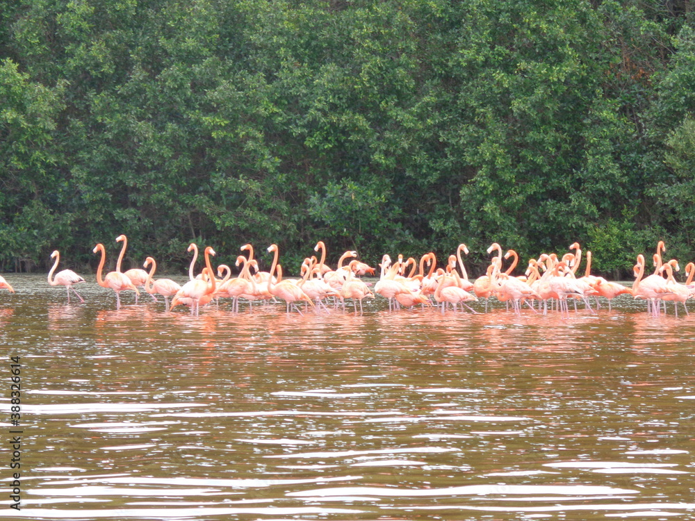 Naklejka premium The mangroves and flamingo herds of Celestun in the Gulf of Mexico, Yucatan