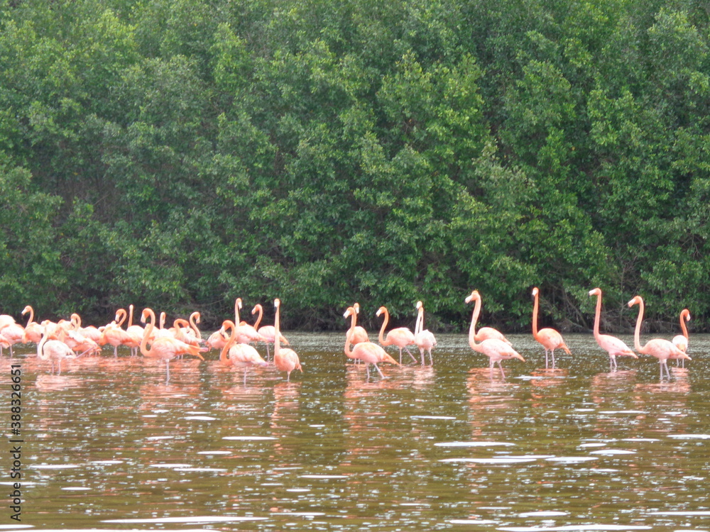 The mangroves and flamingo herds of Celestun in the Gulf of Mexico, Yucatan