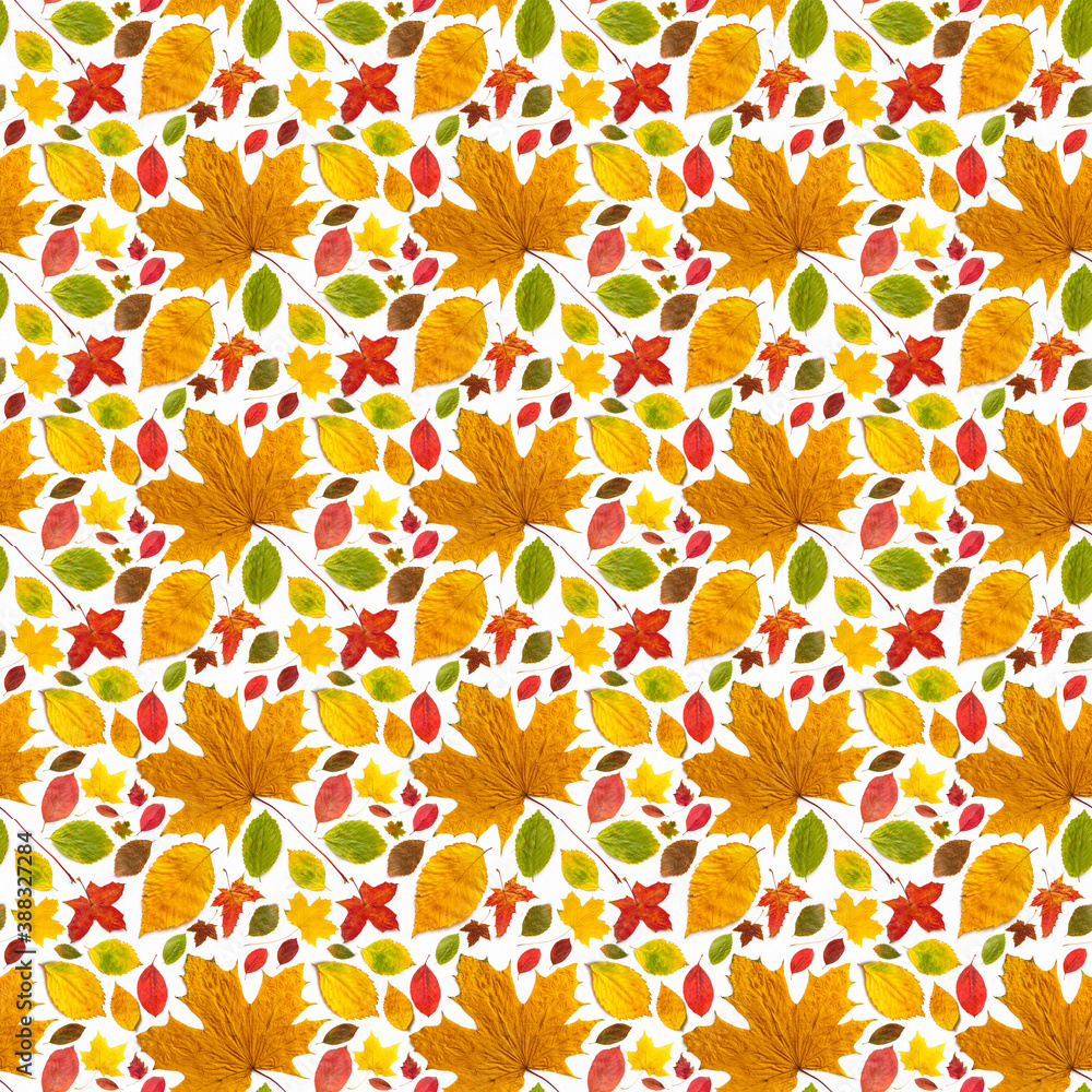 Pattern all sorts of autumn leaves of different types on a white background.