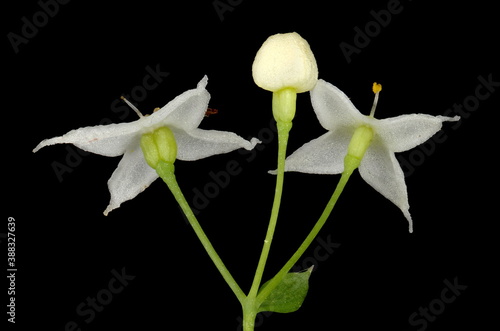 Intermediate Bedstraw (Galium intermedium). Flowers Closeup