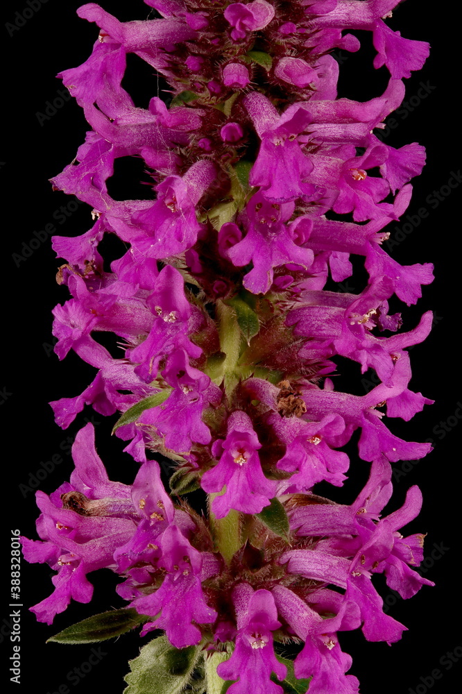 Betony (Stachys officinalis). Inflorescence Detail Closeup Betony (Stachys officinalis). Inflorescence Detail Closeup