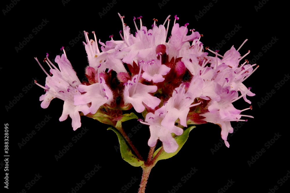 Wild Marjoram (Origanum vulgare). Inflorescence Detail Closeup Wild Marjoram (Origanum vulgare). Inflorescence Detail Closeup