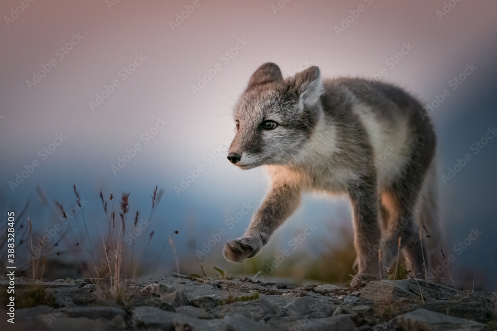 Arctic fox (Vulpes lagopus) portrait in the sunset Arctic fox (Vulpes lagopus) portrait in the sunset