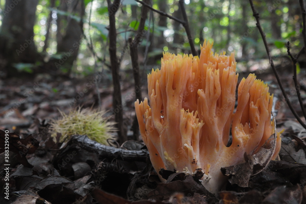 Fungo Ramaria formosa,primo piano nel sottobosco tra le foglie Fungo Ramaria formosa,primo piano nel sottobosco tra le foglie