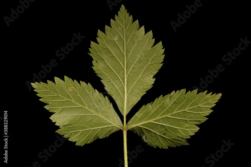 Stone Bramble (Rubus saxatilis). Leaf Closeup