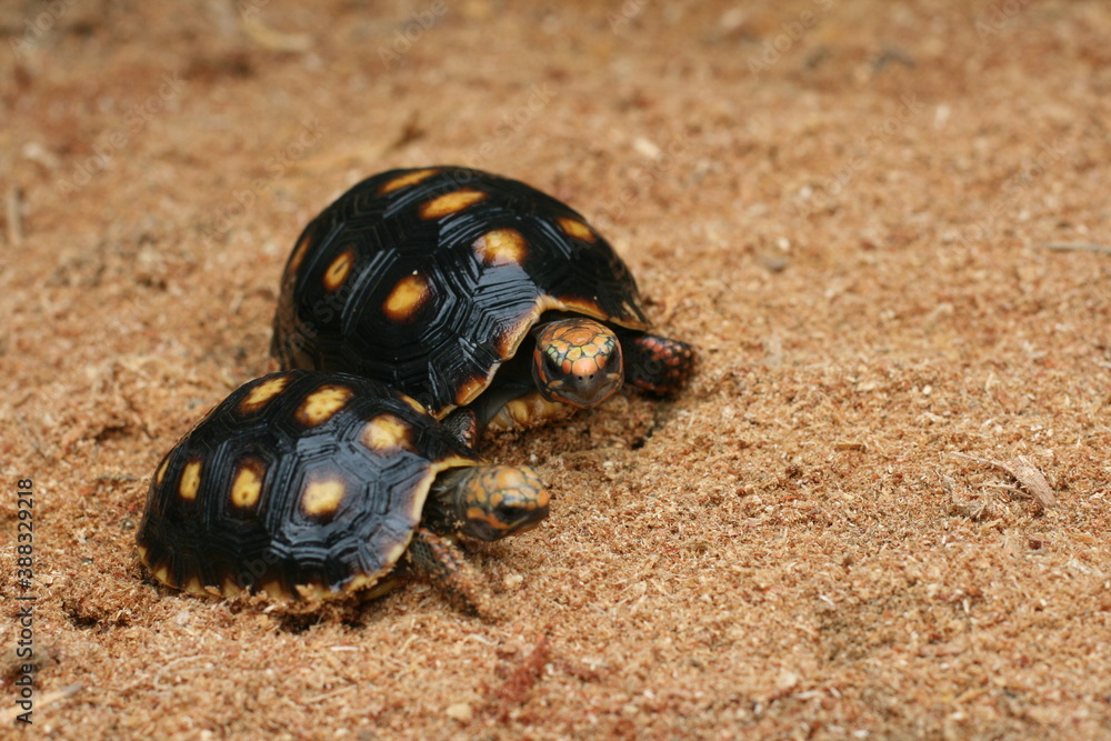 Obraz premium Beautiful birth of turtles in the sea with very shiny sand in the summer of 2021