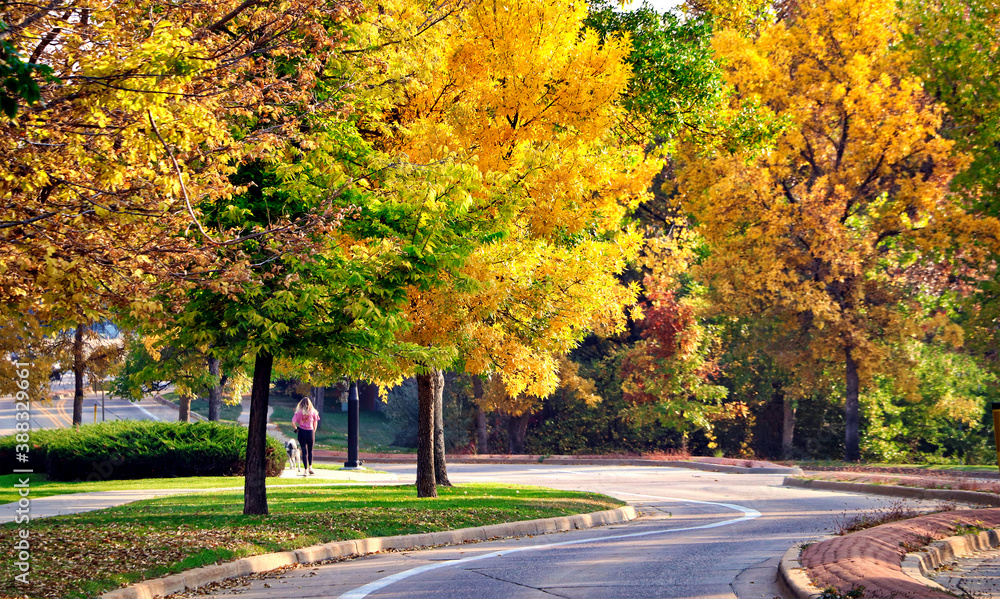 Naklejka premium Autumn color along a tree-lined suburban street.