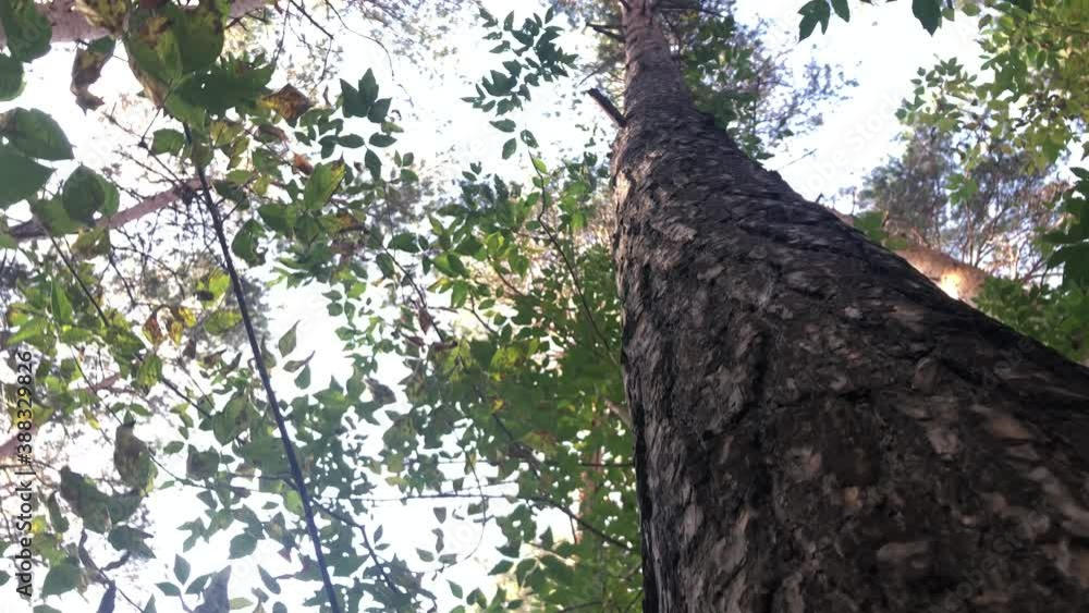 View of the sky around a tree trunk in the forest View of the sky around a tree trunk in the forest