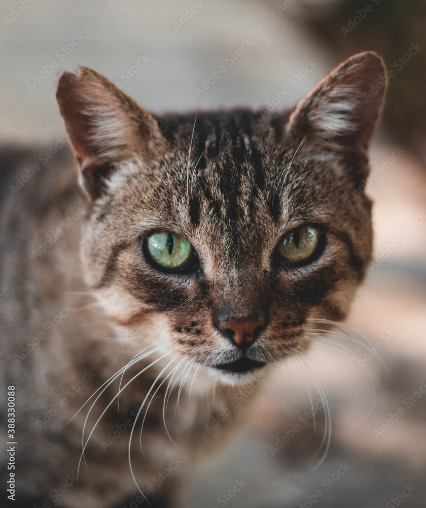 Gato de ojos verdes y marrones en un parque Gato de ojos verdes y marrones en un parque