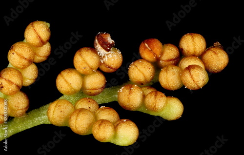 Leather Grapefern (Botrychium multifidum). Sporophore Detail Closeup