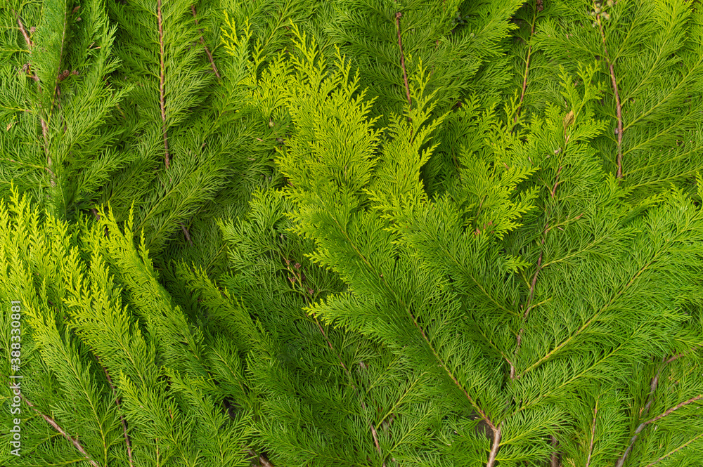 green background of fresh young thuja branches