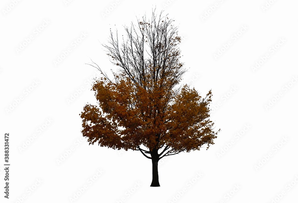 Fototapeta premium Tree in autumn