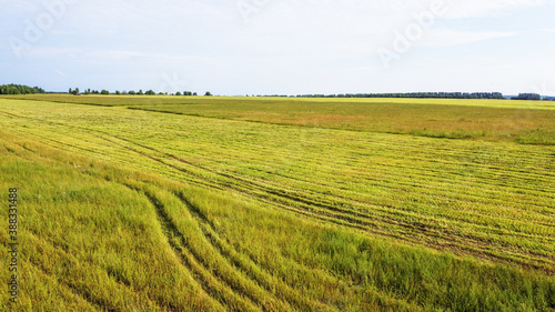 The harvester removes grass from the fields. View from above