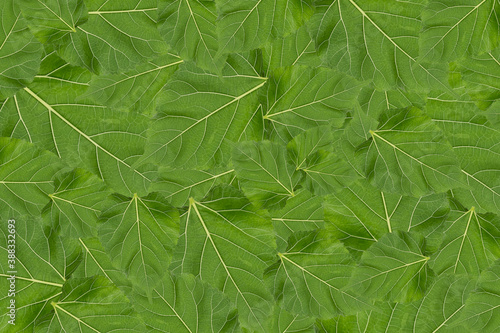 Fototapeta Naklejka Na Ścianę i Meble -  Multiple abstract green leaves overlapping.