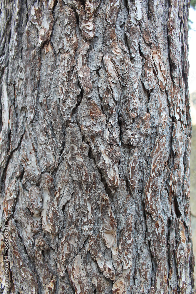 texture texture