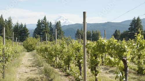Mountain Vineyard