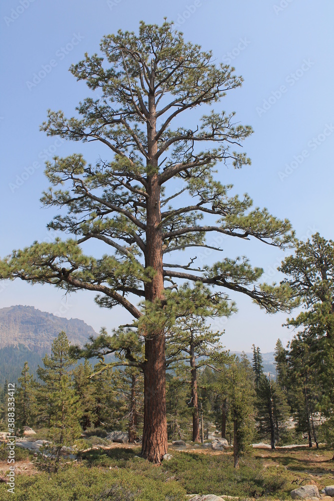 Obraz premium pine tree in the forest