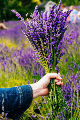 Fototapeta Naklejka Na Ścianę i Meble -  Picking fresh lavender in Sequim, Washington USA