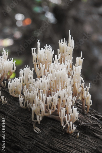 Fungo Artomyces pyxidatus o Ramaria su legno in primo piano