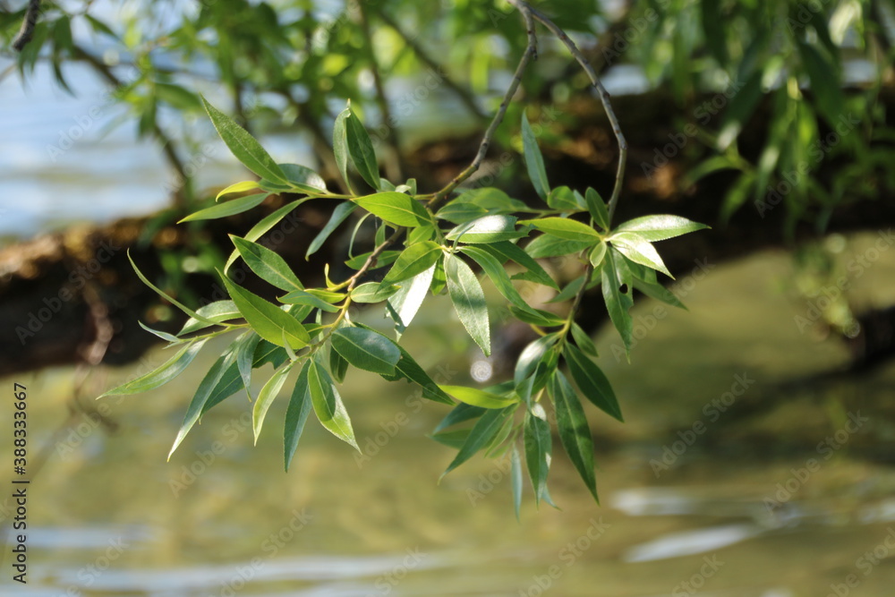Obraz premium Baum am See