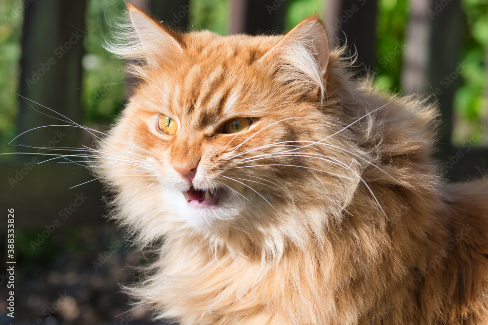 Angry grumpy red tabby cat close up evil face portrait