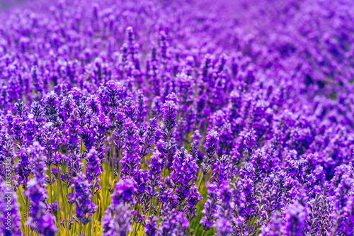 Picking fresh lavender in Sequim  Washington USA