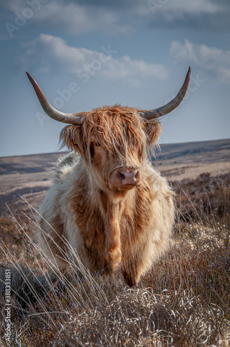 Highland Cattle