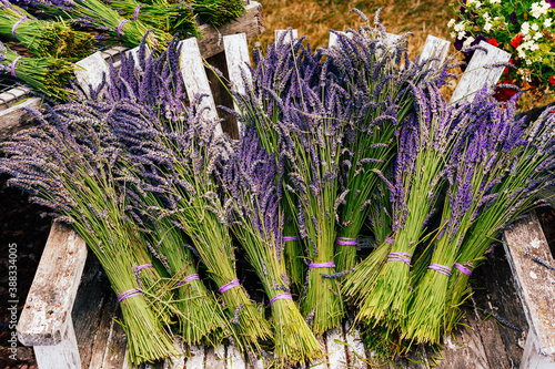 Picking fresh lavender in Sequim  Washington USA
