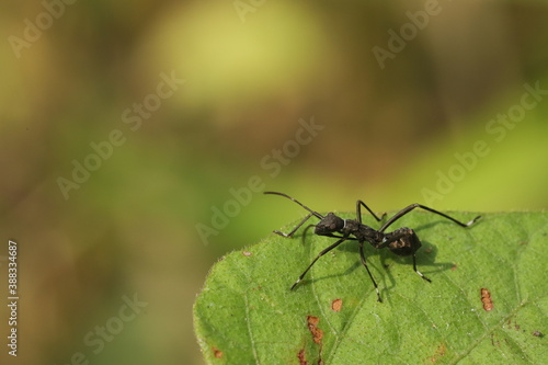 ant on a green leaf © MS