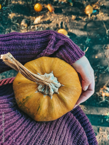 Small pumpkin in female hands with purple warm autumn woolen sweater on natural background. Fall autumn concept.