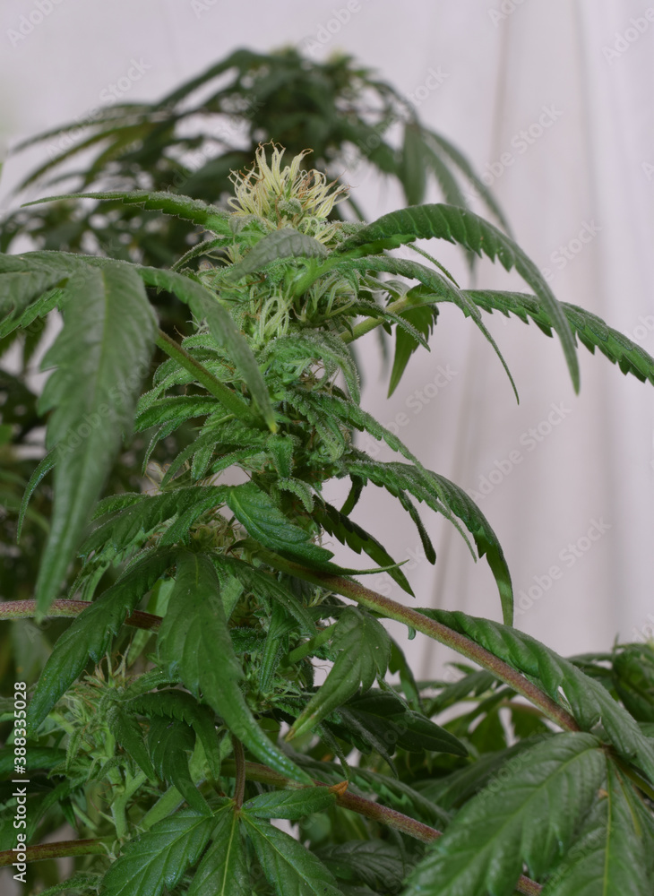 Fototapeta premium Cannabis Pistils 15