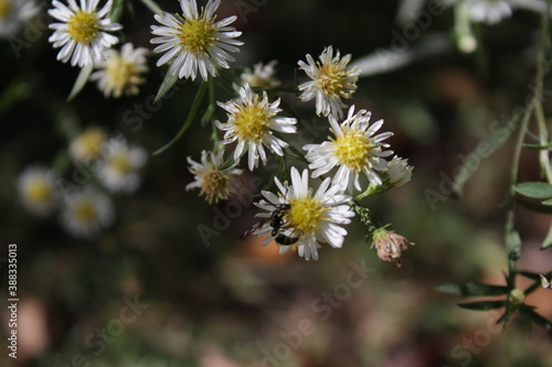 Flowers  and bees and autumn stock