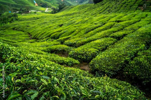 close shot of green tea leaves plantation