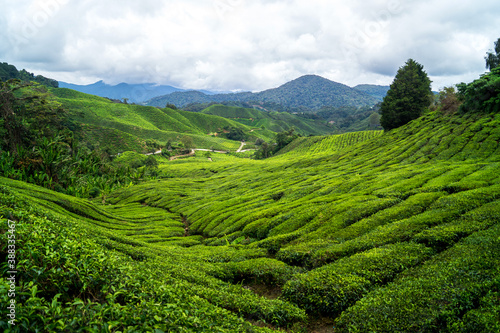 green and black tea plantation with mountains in background