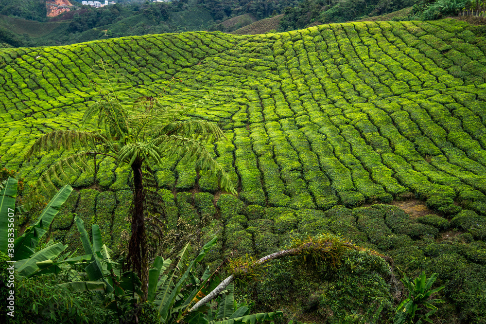 view on green tea plantation