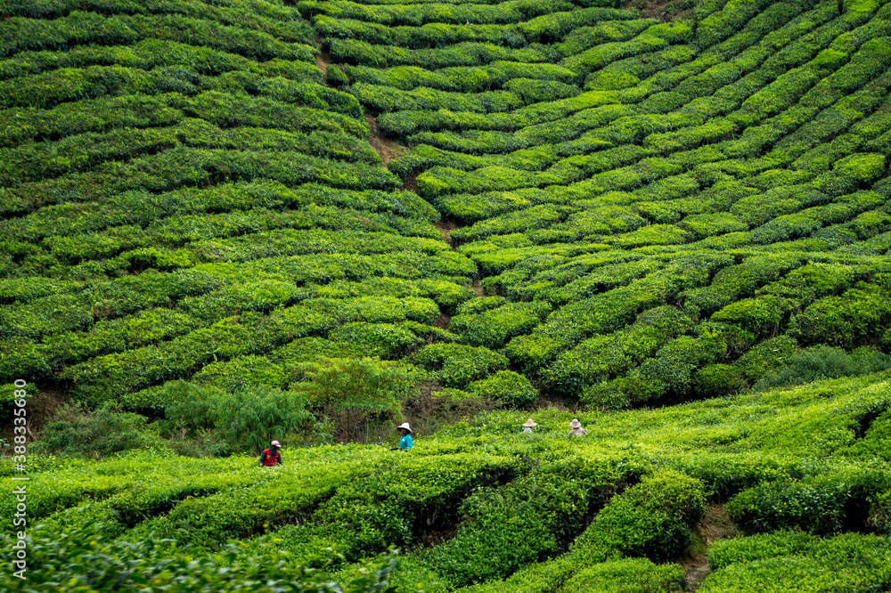 workers picking tea leaves on a tea plantation