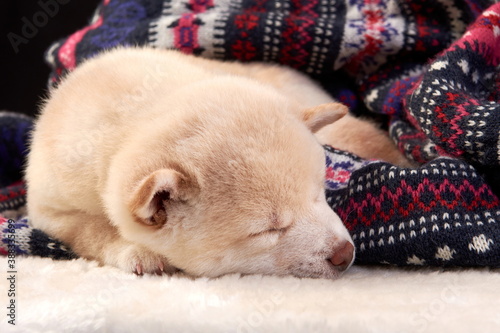 A small white Shiba inu puppy sleeps on a colored knitted sweater.