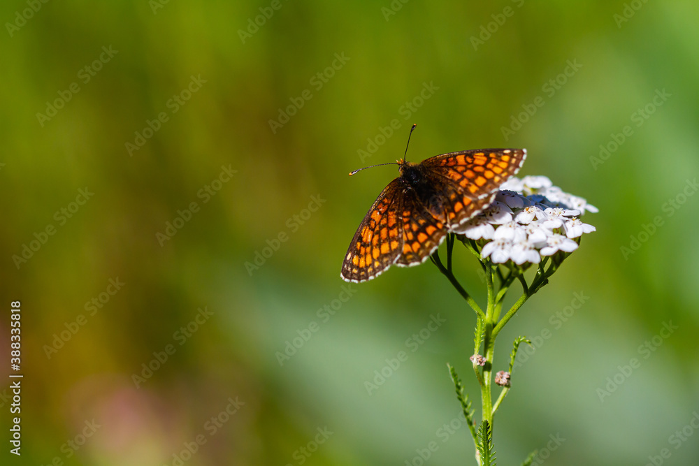 Obraz premium Auvergne 