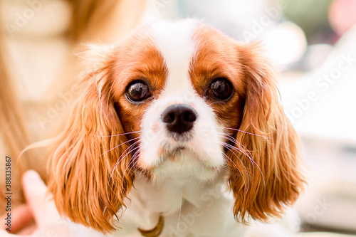 Portrait purebred cute puppy Cavalier King Charles Spaniel natural blurry background