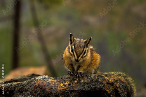Chipmunk, Kettle Valley Railway Trustle, Kelowna, BC