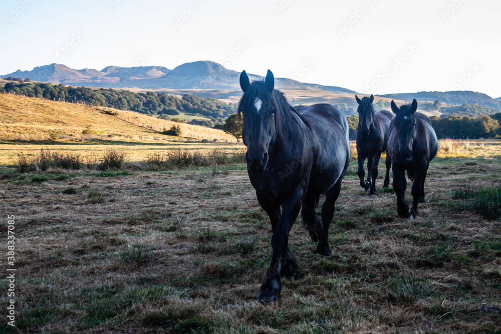 Fototapeta premium Auvergne 