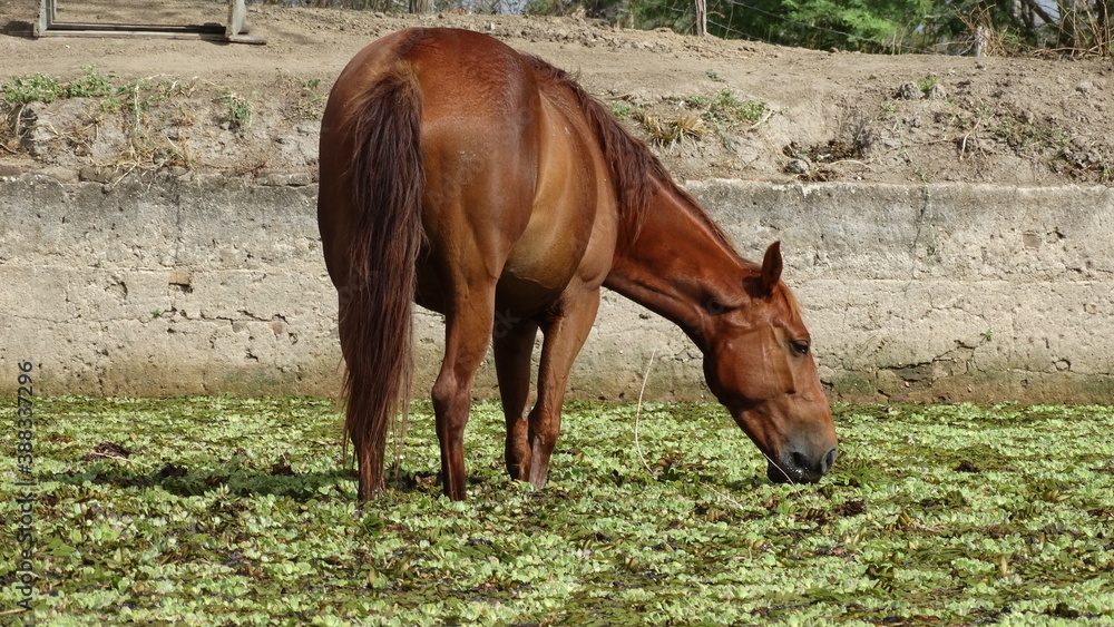 Fototapeta premium Cavalo
