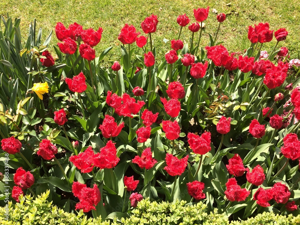 Obraz premium Flowers at Chateau Grand Bigard, Belgium