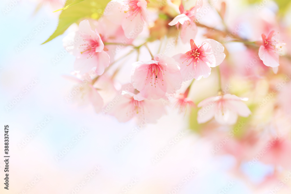 Obraz premium カワヅザクラ