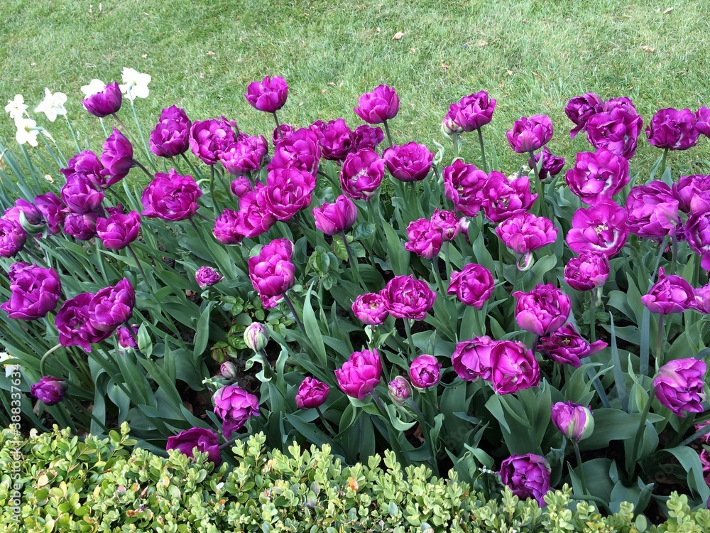 Fototapeta premium Flowers at Chateau Grand Bigard, Belgium
