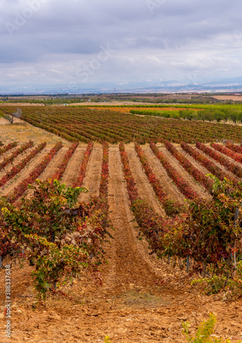 Vineyards of La Rioja with autumn colors  reds  oranges 