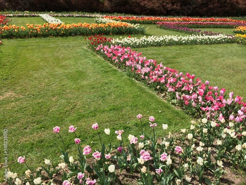 Tulips at Chateau Grand Bigard, Belgium