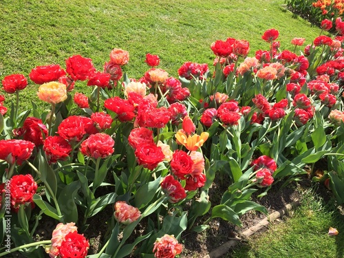 Tulips at Chateau Grand Bigard, Belgium