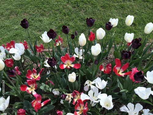 Tulips at Chateau Grand Bigard, Belgium